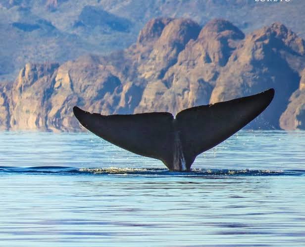 Whale Watching