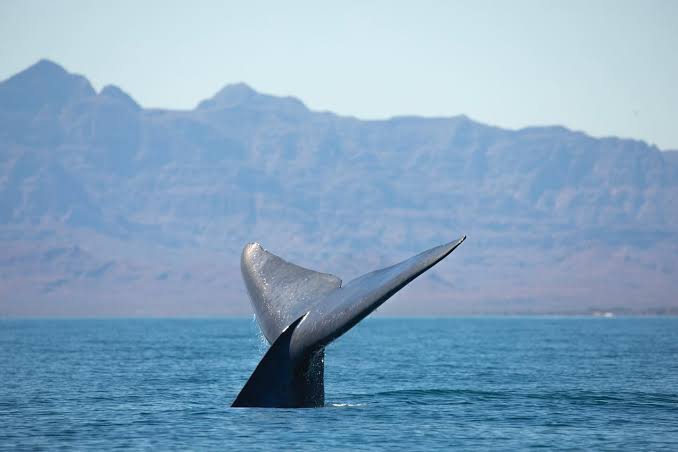 Whale Watching