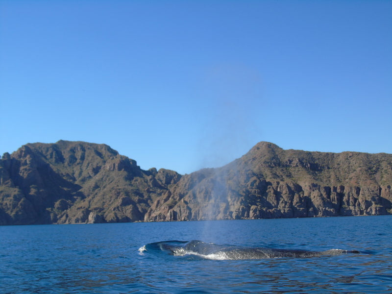Whale Watching