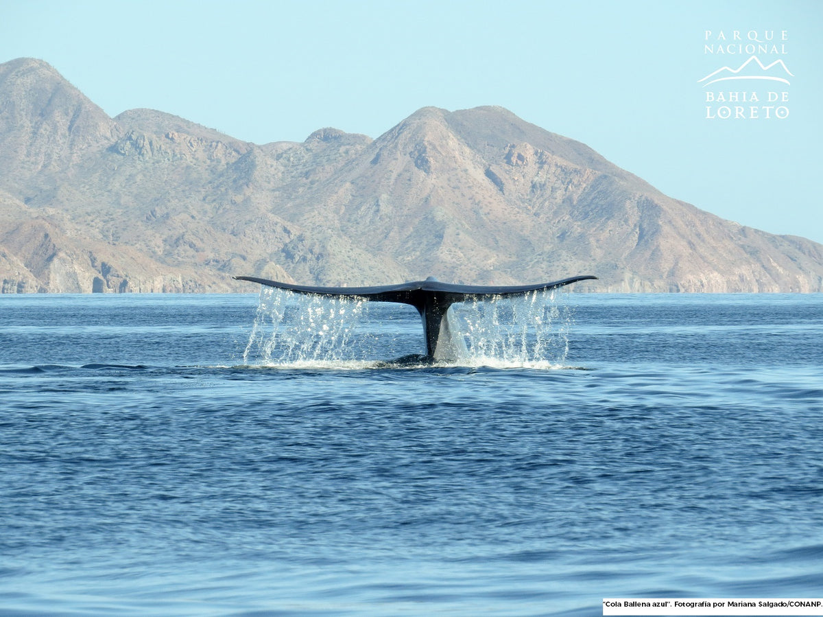Whale Watching