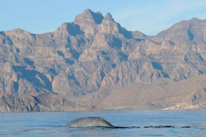 Whale Watching