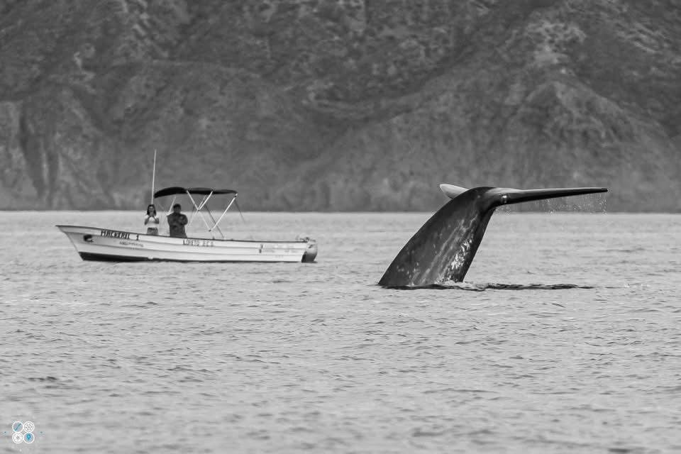 Whale Watching