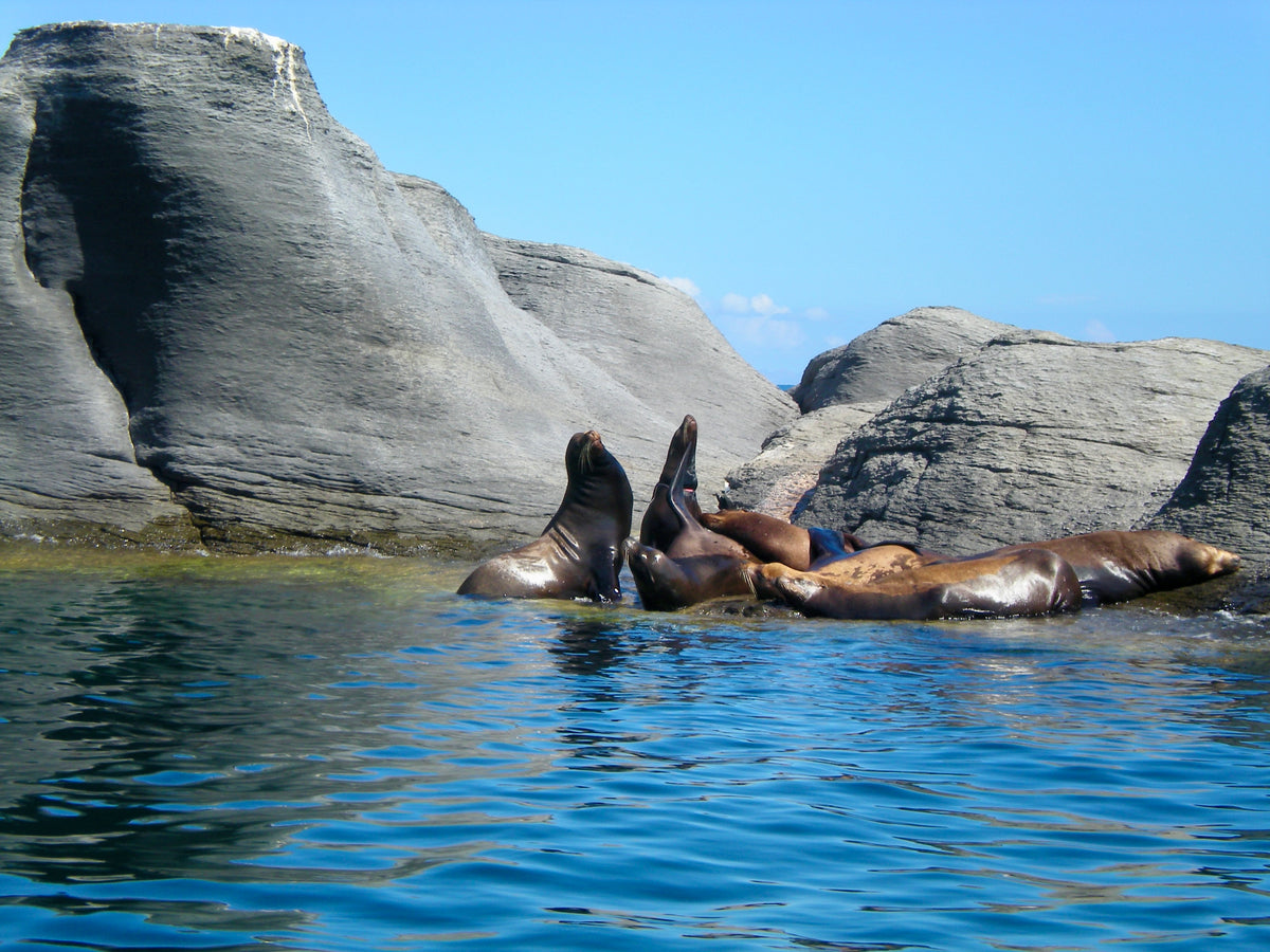 Tour to Coronado Island