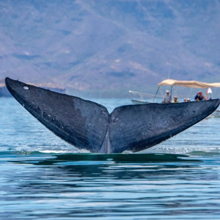 Whale Watching
