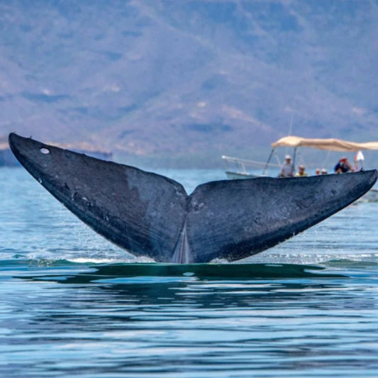 Avistamiento de Ballenas